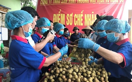 Sau vải thiều, đến lượt nhãn Hải Dương lần đầu xuất ngoại ảnh 1