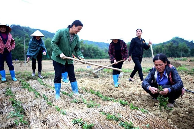 Nông dân xã Tân Tiến đang trồng thạch đen để lấy cây giống cho vụ năm 2021. Ảnh:Hồ Hạ.