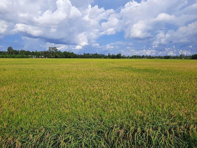 Đồng Tháp xác định 7 lĩnh vực ưu tiên thu hút đầu tư vào nông nghiệp Đồng Tháp xác định 7 lĩnh vực ưu tiên thu hút đầu tư vào nông nghiệp