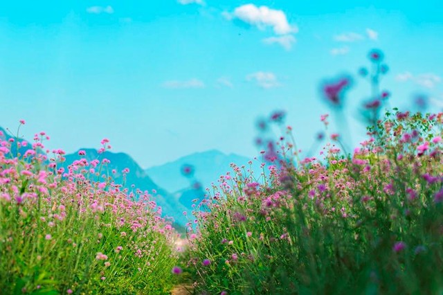 Đồi hoa tím đã trở thành điểm check-in được mong ngóng nhất mùa hè của các tín đồ du lịch, cũng như là địa chỉ chụp ảnh cưới không thể tuyệt hơn dành cho các cặp đôi.