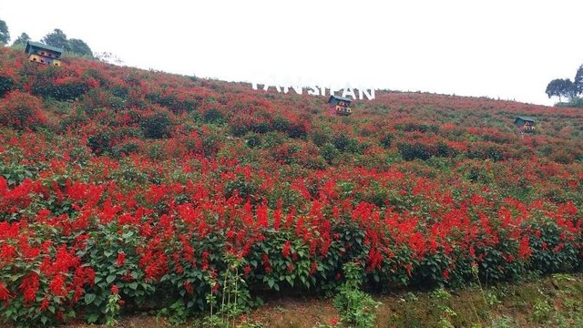 Nào là cúc gỗ vàng ruộm hay xác pháo đỏ tươi phủ kín những triền đồi.