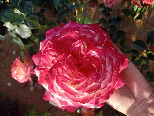 Hàng nghìn gốc hồng cổ Sa Pa được trồng dọc lối vào khu du lịch, cây nào cũng ít nhất phải 5 năm tuổi, tán phủ rộng, nặng chĩu đến cả trăm bông hoa màu cánh sen ngọt ngào.