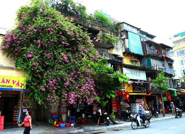 Trong ký ức của nhiều người Hà Nội, hoa giấy gắn liền với những ngôi nhà cũ kỹ hoặc những khu tập thể lâu năm.