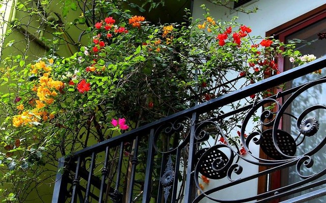 Hoa giấy luôn xuất hiện như một điểm nhấn, tuy nhẹ nhàng nhưng đủ ấn tượng để thu hút mọi sự chú ý.