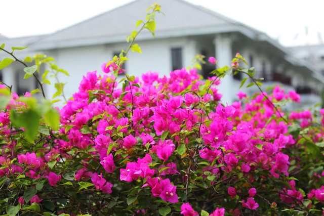 Từng bông hoa mong manh gắn kết với nhau để tồn tại, chống lại những cơn gió lớn, mưa to, chẳng khác nào tình cảm của anh em một nhà.