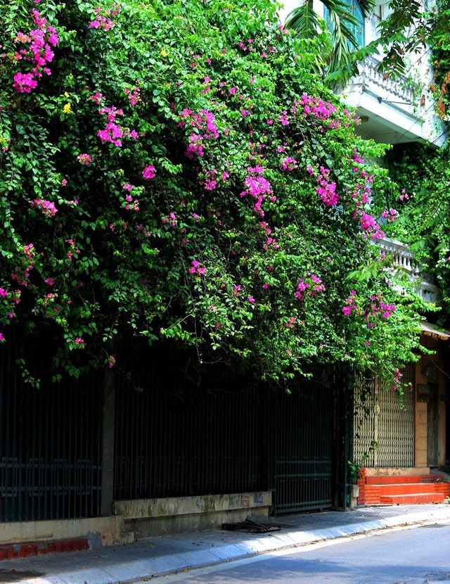 Nhưng đặc biệt nhất là hình ảnh những giàn hoa giấy ôm trọn lấy từng căn nhà nhỏ.