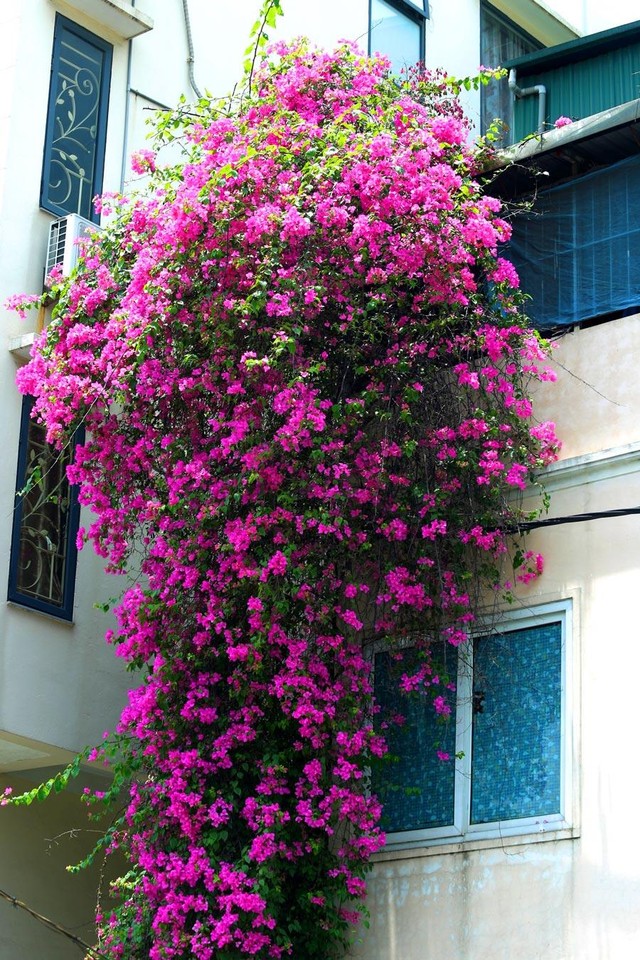 Những ngày này, nghển cổ lên nhìn nắng luồn qua những tán lá xanh, điểm xuyết bóng nắng bên những khung cửa sổ của những ngôi nhà kiểu Pháp cổ, một khung cảnh bình yên hiện lên rõ nét.