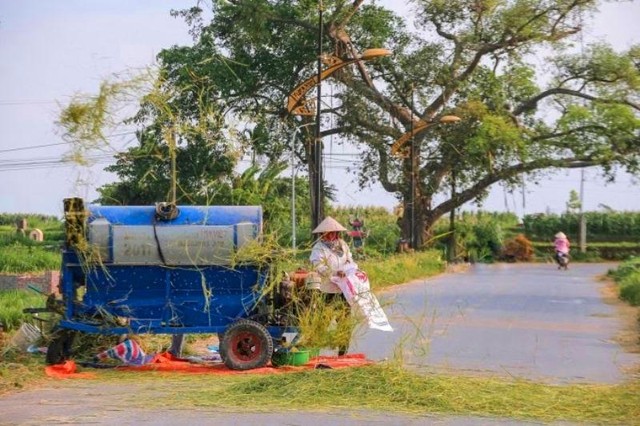 Người dân miệt mài với công việc. (Ảnh: Phương Linh)