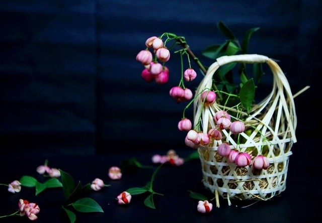 Mỗi quả lồng đèn đều có đường khía múi chia thành 5 cánh; khi cắm, quả lồng đèn nào già sẽ tự bung ra, rồi lộ phần hạt đỏ bên trong rủ xuống dưới hình dáng giống như chiếc đèn lồng. (Ảnh: Hồ Hạ)