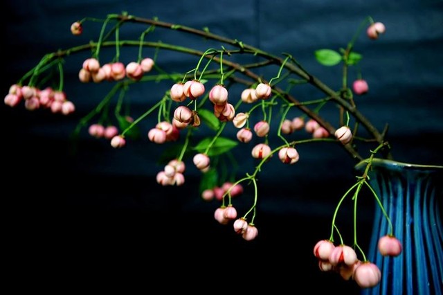 Cùng với đó, dùng bình xịt nước nhẹ nhàng 2-3 lần mỗi ngày lên các cành quả sẽ giúp cành lồng đèn tươi lâu. (Ảnh: Hồ Hạ)