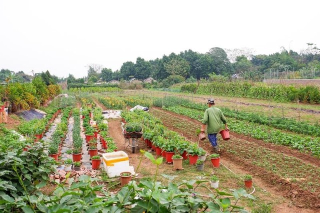 Khu vực trồng hoa thược dược của nhà vườn Thuỷ Nhiên