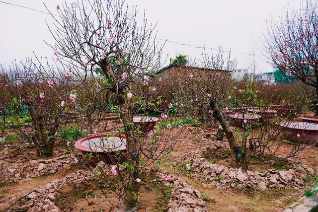 Vườn đào Đức Chiến - Nhật Tân (Tây Hồ, Hà Nội)