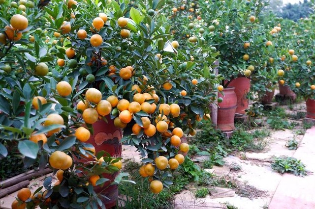 Những cây quất sai quả tại nhà vườn Thuỷ Nhiên, Tứ Liên, Tây Hồ, Hà Nội