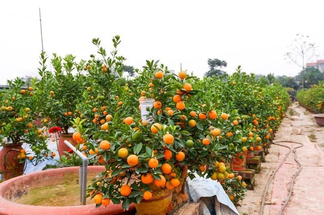 Cây quất nhỏ và vừa được các gia đình ưa chuộng hơn vì giá thành thấp và ít chiếm diện tích