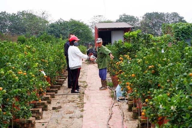 Khách hàng tới xem và mua quất tại nhà vườn Thuỷ Nhiên, Hà Nội