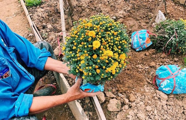Hoa cúc mâm xôi được ông Hiến chăm chút tỉ mỉ phục vụ cho dịp Tết Nguyên Đán 2022
