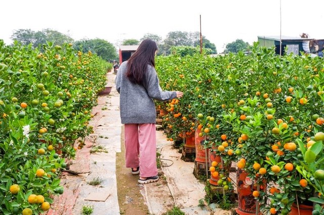 Khách đến mua quất tại vườn