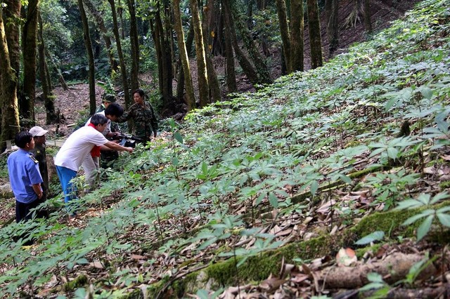Rừng Sâm núi Ngọc Linh của Tỉnh Quảng Nam.