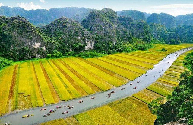 Cánh đồng lúa Tam Cốc nổi tiếng thế giới ở Ninh Bình