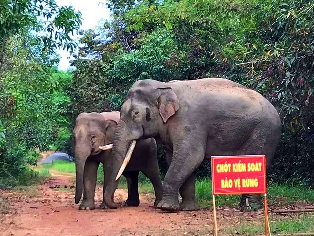 Đàn voi rừng quý hiếm trong Khu bảo tồn