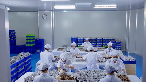 Dược phẩm Đông Á có nhà máy sản xuất tỏi đen có diện tích lớn nhất Việt Nam vào năm 2020.