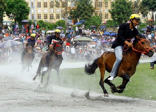 Bụi tung trắng xóa do các chú ngựa tăng tốc ở những vòng cuối để về đích trong mỗi lượt đua