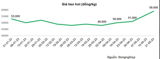 Giá heo hơi qua các thời điểm từ đầu năm 2023. (Nguồn: Nông nghiệp) Giá heo hơi qua các thời điểm từ đầu năm 2023. (Nguồn: Nông nghiệp)