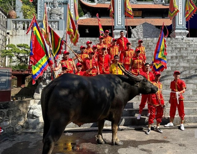 Chủ trâu chọi tham dự lễ hội chọi trâu Đồ Sơn năm 2023 đưa ông trâu tới trình thành hoàng làng.