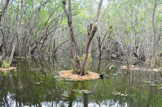 Ao Ếch, Vườn Quốc gia Cát Bà. Nguồn: catba.com.vn