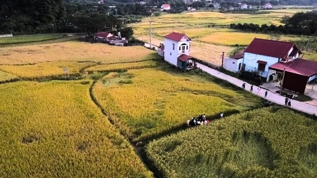 Cánh đồng lúa chín bên chân núi Mã Yên. (Ảnh: Hồ Hạ)