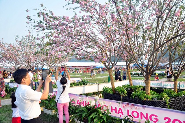 Du khách được chiêm ngưỡng vẻ đẹp của những cây Anh đào đến từ Nhật Bản tại lễ hội hoa Anh đào Hạ Long. Du khách được chiêm ngưỡng vẻ đẹp của những cây Anh đào đến từ Nhật Bản tại lễ hội hoa Anh đào Hạ Long.