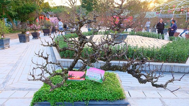 Một tác phẩm tham gia Hội thi hoa đào truyền thống cấp Thành phố Hà Nội năm 2024.