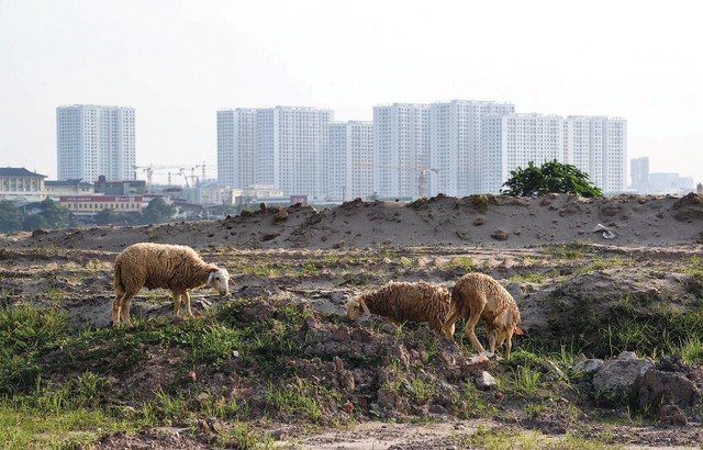 Hàng trăm dự án trên cả nước không thể triển khai do vướng định giá đất. Ảnh: Dũng Minh