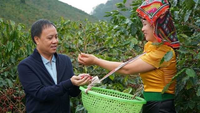 Với giá cà phê tăng cao, các doanh nghiệp sản xuất và xuất khẩu cà phê đối mặt với khó khăn và lỗ nặng. (Ảnh: G.H)