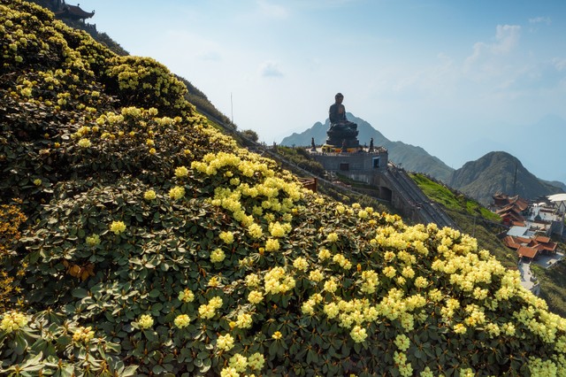 Hoa đỗ quyên đang thắp lên núi rừng Hoàng Liên những mảng màu đậm chất thơ