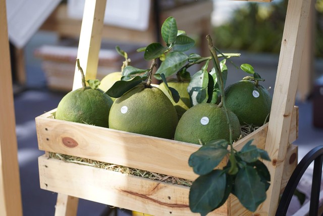 Bưởi da xanh Bến Tre đang khan hiếm nguồn cung cho nội địa lẫn xuất khẩu. Bưởi da xanh Bến Tre đang khan hiếm nguồn cung cho nội địa lẫn xuất khẩu.