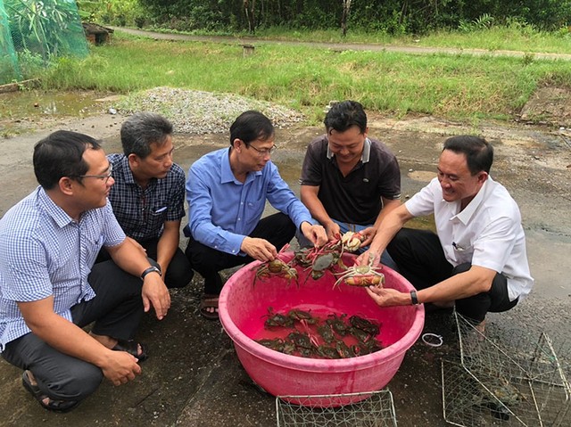 Mô hình nuôi cua chứng nhận an toàn gắn với cung cấp nguyên liệu cua OCOP tại huyện Năm Căn, Cà Mau Mô hình nuôi cua chứng nhận an toàn gắn với cung cấp nguyên liệu cua OCOP tại huyện Năm Căn, Cà Mau
