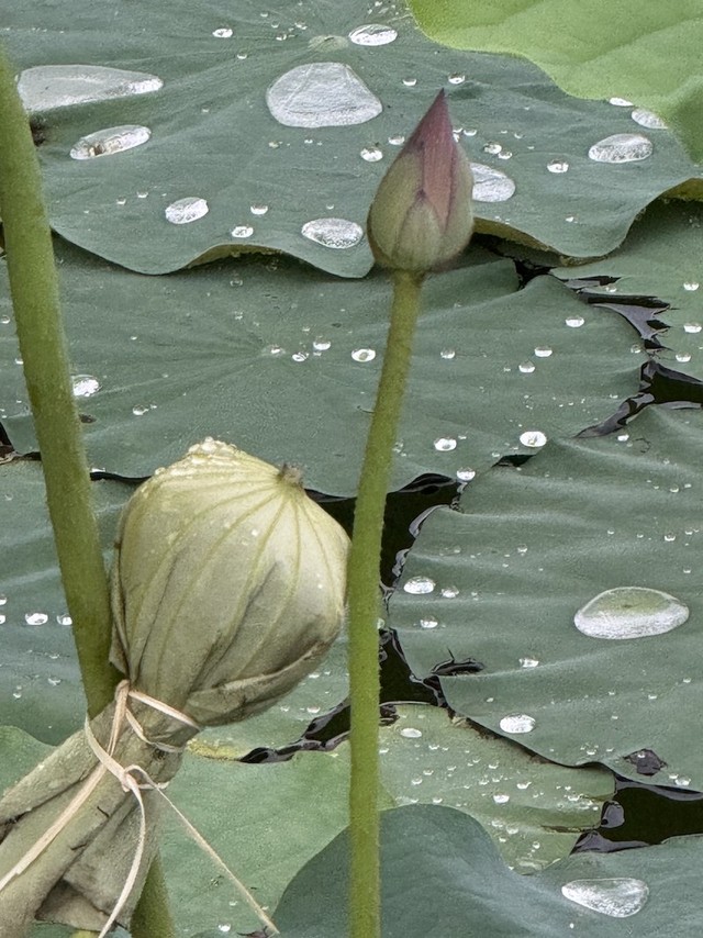 Giờ chẳng còn mấy người hứng sương trên lá sen về đun nước pha trà sen nữa. Ảnh: Mỹ An.