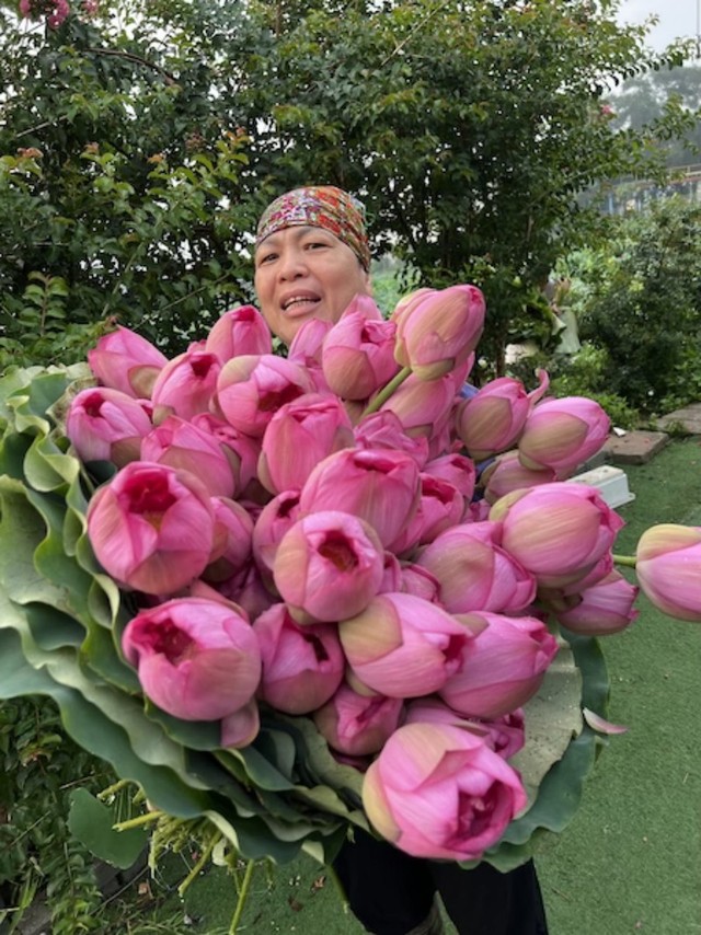 Sen Hồ Tây chính hiệu được bán với giá 17.000 -20.000 đồng/bông nên để làm được trà sen khô giá thành rất cao. Ảnh: Mỹ An.