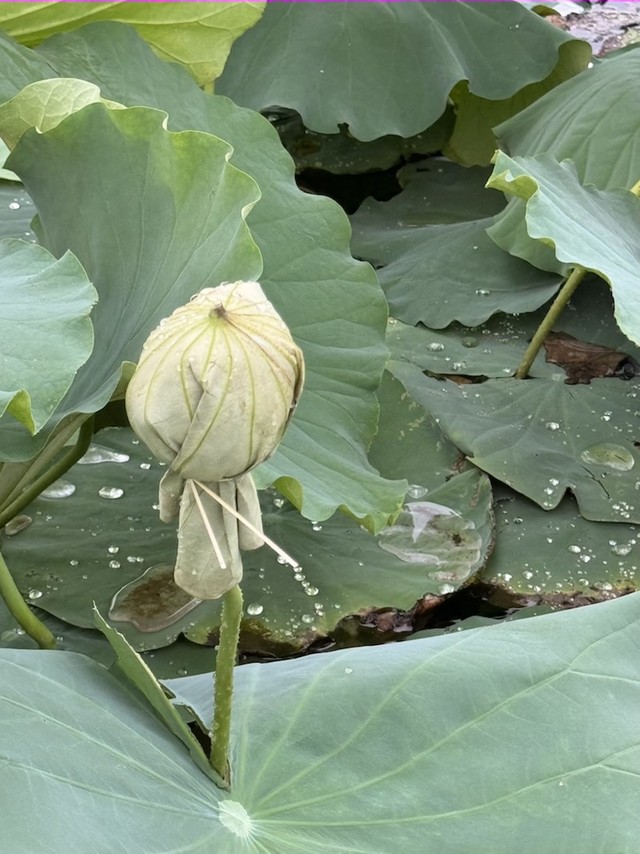 Trà trong bông sen này không chỉ thấm hương sen mà còn thấm cả hương đất trời. Ảnh: Mỹ An.