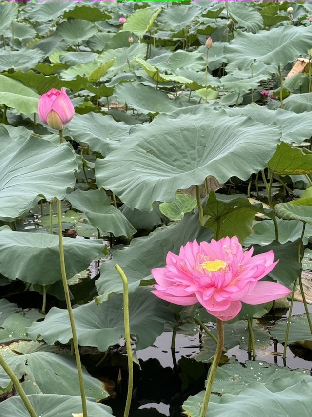 Khoảnh khắc những bông sen được khoe sắc trên chính thân cây vươn lên từ lớp bùn ngàn năm đẹp đến nao lòng. Ảnh: Mỹ An.