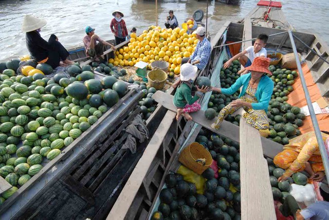 Cuối cùng các mặt hàng trái cây ở ĐBSCL sẽ ngược xuôi đi khắp các vùng miền.