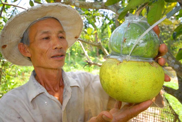 Ngoài mặt hàng bưởi Năm roi truyền thống ở Hậu Giang tết năm nay nhà vườn trồng bưởi hồ lô có giá bán từ 700.000 -1 triệu đồng/cặp trong dịp Tết năm nay.