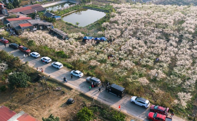 Ôtô xếp hàng dài vào các vườn mận ở Mộc Châu. Ảnh: Quang Kiên