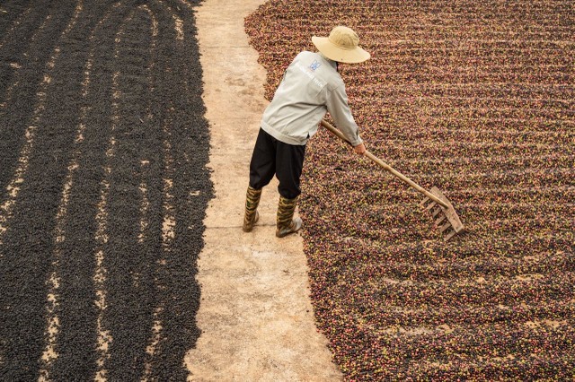 Doanh nghiệp tăng đầu tư vào vùng trồng cà phê, đáp ứng yêu cầu khắt khe của thị trường xuất khẩu.