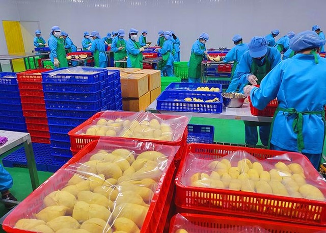 Sầu riêng đông lạnh là sản phẩm mang lại giá trị cao, bên cạnh sầu riêng tươi.