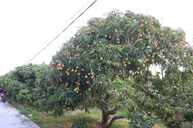 Năm 2025, Hải Dương có 8.800 ha vải. Trong đó, vải thu hoạch sớm khoảng 2.850 ha, vải thiều thu hoạch chính vụ là 5.850 ha.