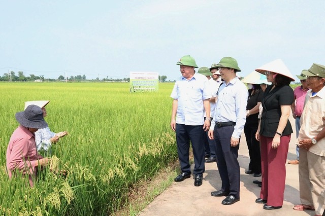 Mô hình canh tác lúa tại huyện Mê Linh, Hà Nội.