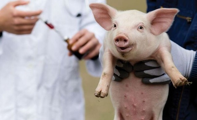 Cần đẩy mạnh tuyên truyền tiêm vắc xin và chăn nuôi an toàn sinh học, kiểm soát vận chuyển, xử lý nghiêm hành vi vứt xác lợn ra môi trường, bảo đảm an toàn thực phẩm. Cần đẩy mạnh tuyên truyền tiêm vắc xin và chăn nuôi an toàn sinh học, kiểm soát vận chuyển, xử lý nghiêm hành vi vứt xác lợn ra môi trường, bảo đảm an toàn thực phẩm.