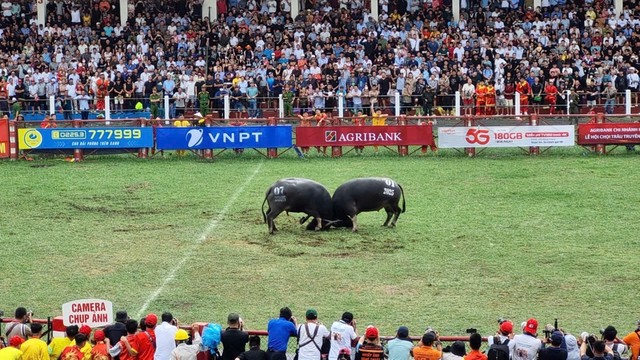 Tiếp sau phần nghi lễ là các kháp đấu gay cấn, hấp dẫn của các ông trâu tham gia Lễ hội. Ảnh: Quỳnh Nga